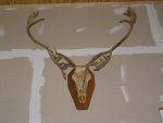 caribou.jpg