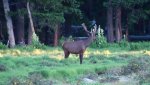 bull elk 2.jpg