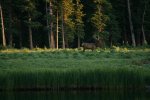 Bull elk.jpg