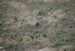 cow elk on ridge.jpg