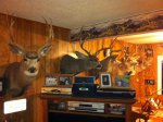 deer mounts.jpg