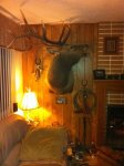 Wy. elk mount.jpg
