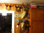 bighorn mount.jpg