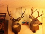 Ut. deer mounts.jpg