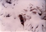 Ermine under rabbit 1973.jpg