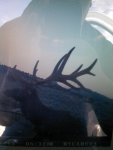 bull 2012.jpg