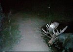 moose.jpg