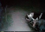 moose 3.jpg