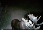 moose 4.jpg