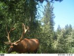 Elk 2012 148.jpg