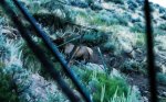 water hole bull.jpg