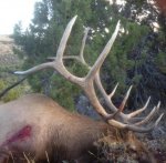 dead elk2.jpg