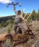 2015 bull bow up.jpg
