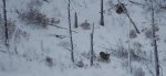 He spotted me Jan2016.jpg