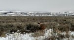 Deer Pic .jpg