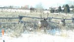 Deer Pic 3.jpg