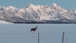 Deer Pic 5.jpg