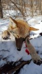 coyote2.jpg