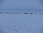 elk.jpg