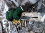 Element Mallards 4.jpg