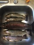pic fish.jpg