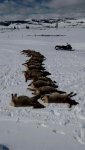 Wolf kills.jpg