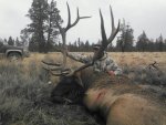 elk.jpg
