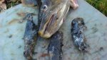 trout-eating-voles1920-1260x708.jpg