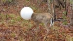 deer lobe.jpg