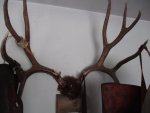 big buck 1.jpg