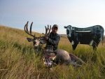 cow - muley.jpg