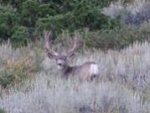 bennett buck.jpg