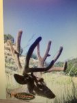 Deer.jpg