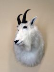 Mtn Goat BC.jpg