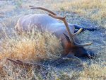 2016elk.jpg