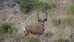 7-31-16 buck.jpg
