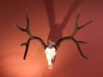muley.jpg