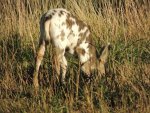Pinto muledeer fawn.jpg