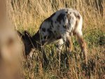 Spotted Fawn.jpg