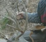 jareds buck 2013.jpg