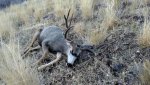 2016 muzzy buck.jpg
