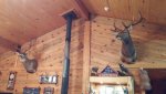 Deer and Elk (4).jpg