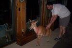 Deer - OutDeerOut.jpg