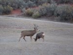 IMG_0925_1.jpg