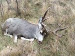 2016 Jons Mule Deer2.jpg