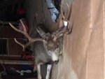 2016 Jons Mule Deer 6.jpg