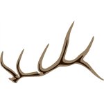 elk work.jpg