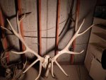 elk head.jpg