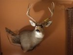 IMG_1529.jpg