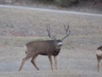 Buck_1.jpg